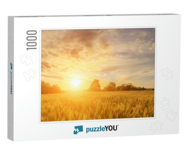 Scene of Sunset or Sunrise on the Field with Young Rye or... Jigsaw Puzzle with 1000 pieces