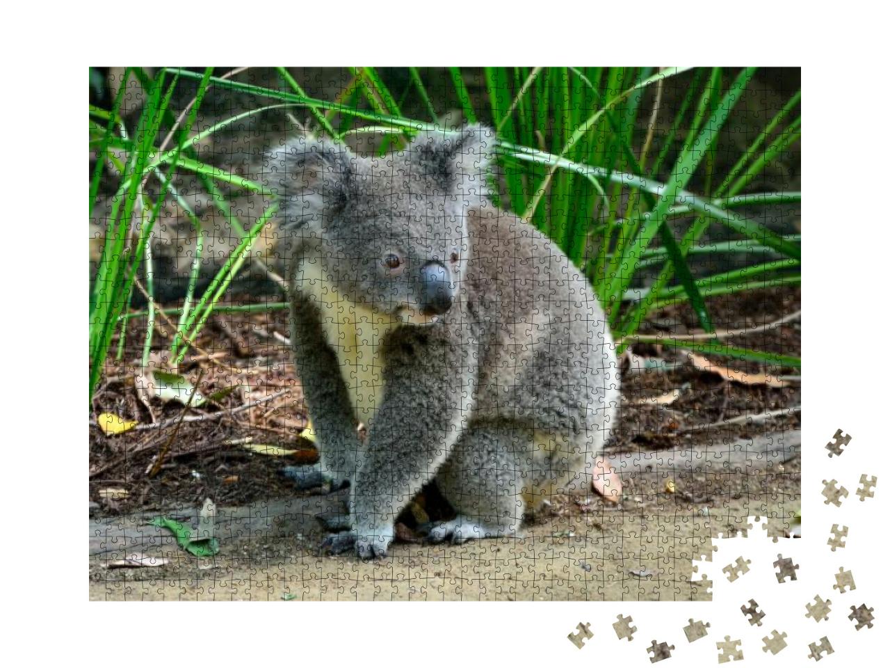 Koala Sitting on the Ground in Queensland, Australia... Jigsaw Puzzle with 1000 pieces