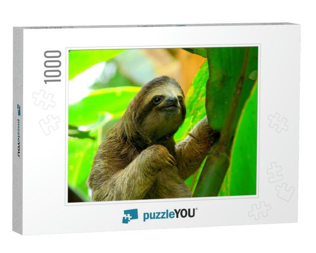 Sloth in Puerto Viejo, Costa Rica... Jigsaw Puzzle with 1000 pieces