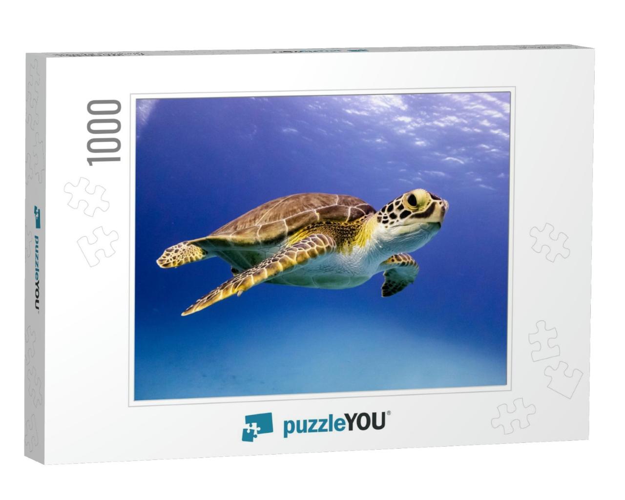Young Hawksbill Turtle Swimming Along in Nassau, Bahamas... Jigsaw Puzzle with 1000 pieces