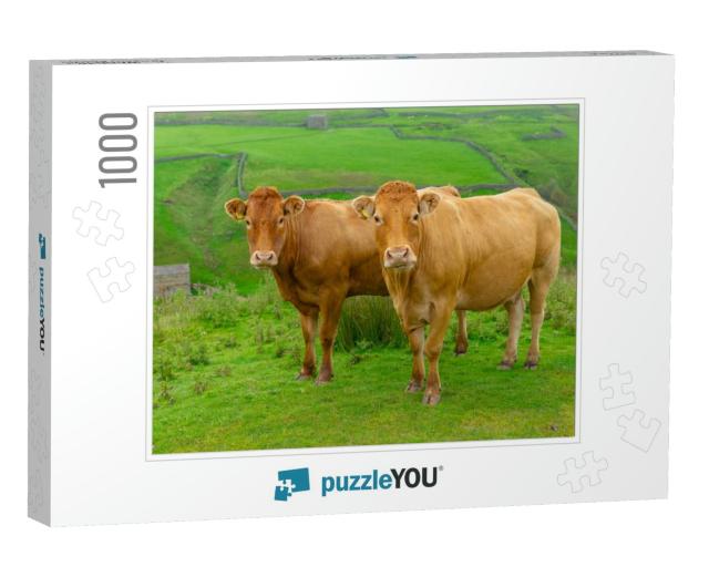 Two Beautiful Limousin Cows on the High Fells Near Keld i... Jigsaw Puzzle with 1000 pieces