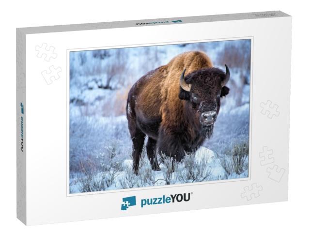 American Bison, Cower with Snow in Winter, Yellowstone Na... Jigsaw Puzzle