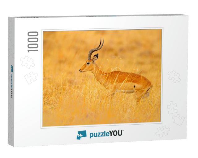 Antelope in the Grass Savannah, Okavango South Africa. Im... Jigsaw Puzzle with 1000 pieces