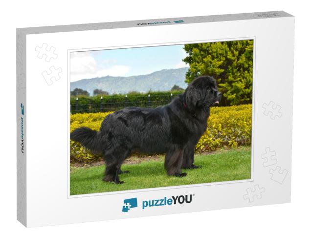 Spectacular Newfoundland Dog, Black, Standing in Profile... Jigsaw Puzzle