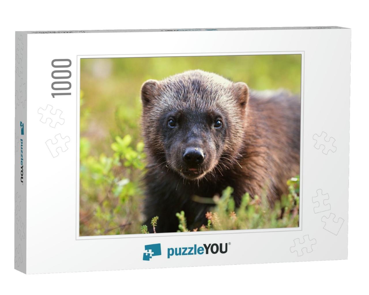 Wolverine Gulo Gulo Portrait. Wolverine Face Closeup... Jigsaw Puzzle with 1000 pieces