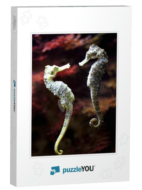 Real Alive - Swimming Couple of Long-Snouted Seahorse in... Jigsaw Puzzle