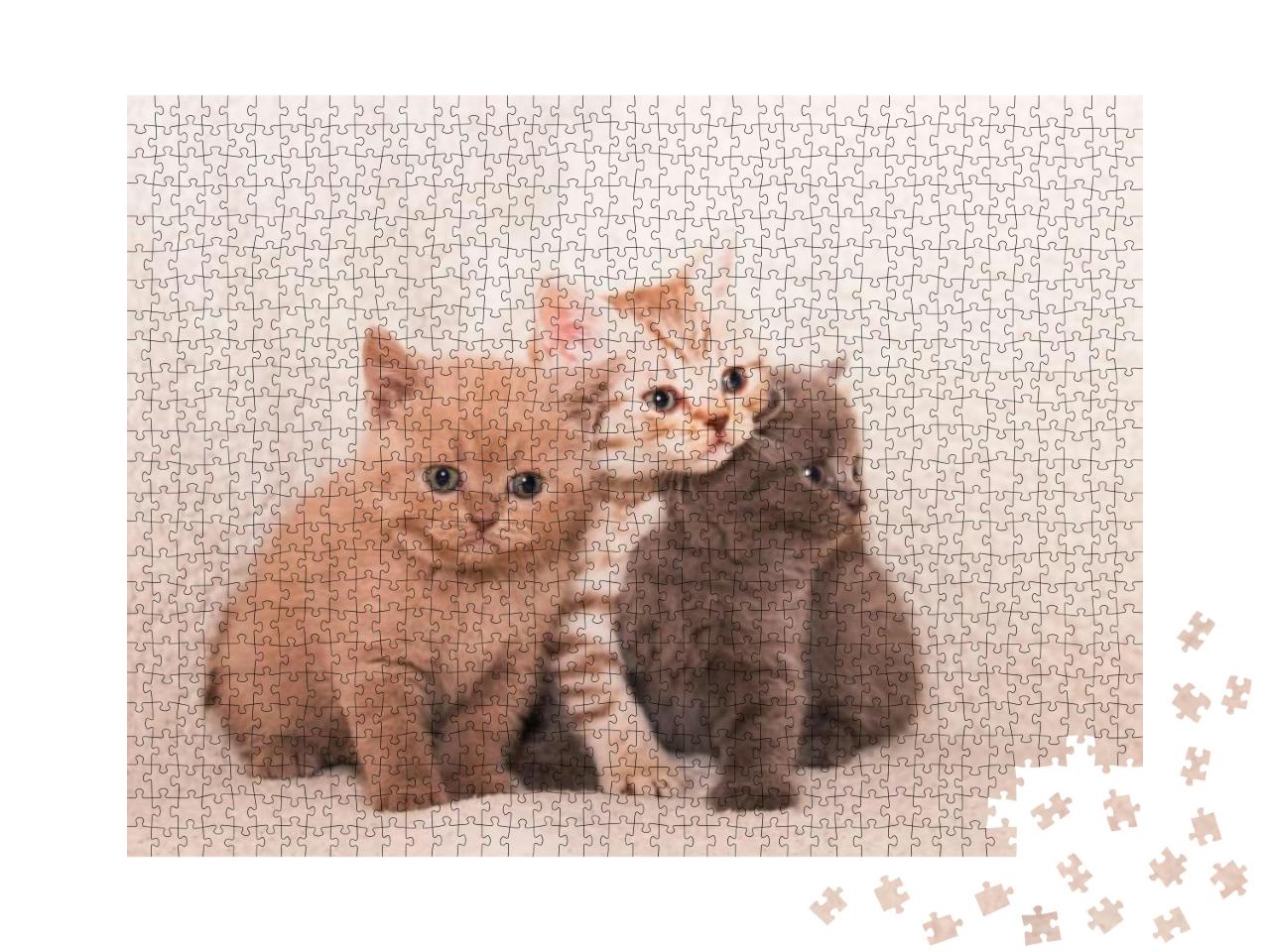 Three British Kittens on a White Plaid... Jigsaw Puzzle with 1000 pieces