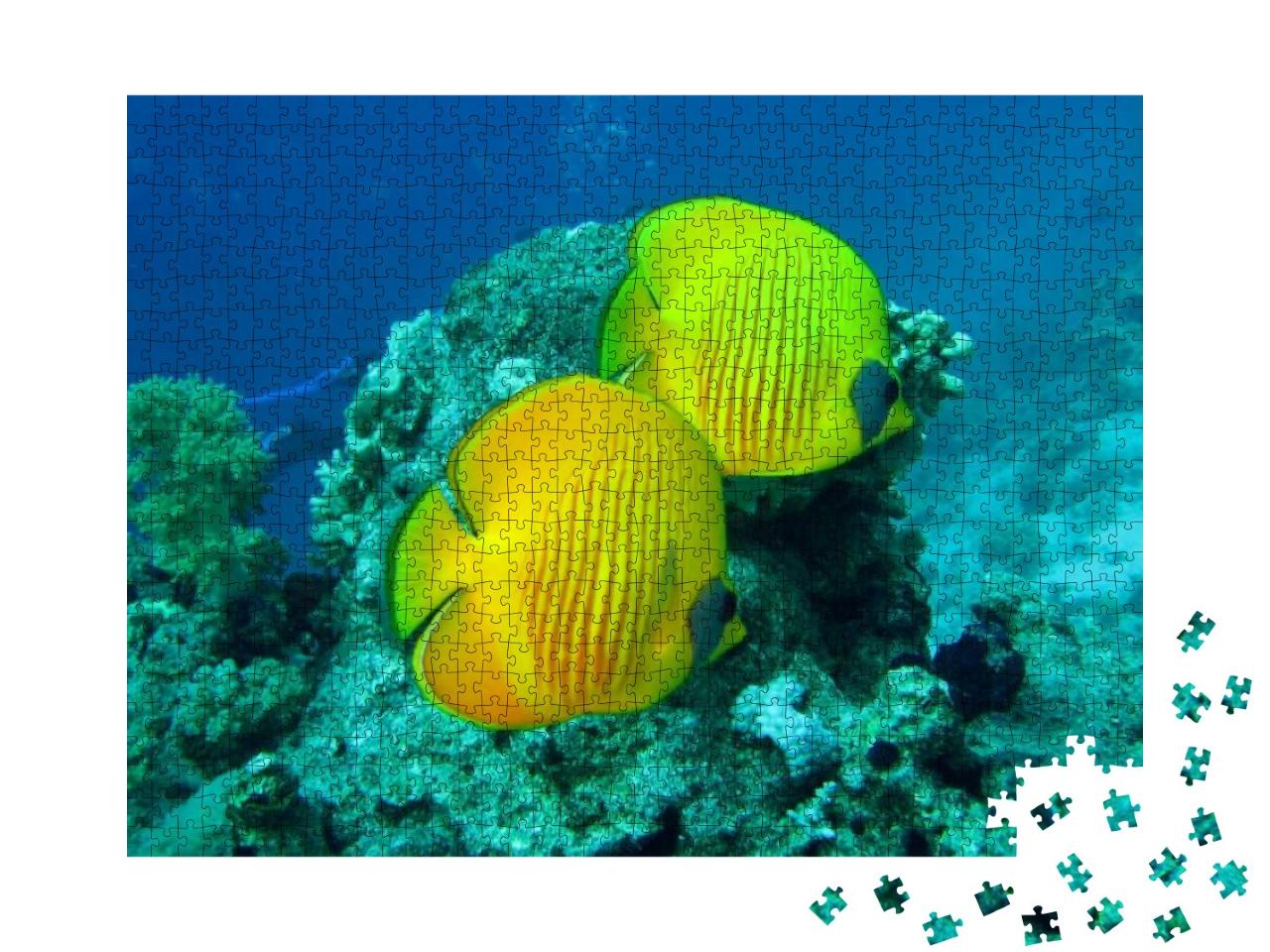 Beautiful & Diverse Coral Reef with Fishes of the Red Sea... Jigsaw Puzzle with 1000 pieces