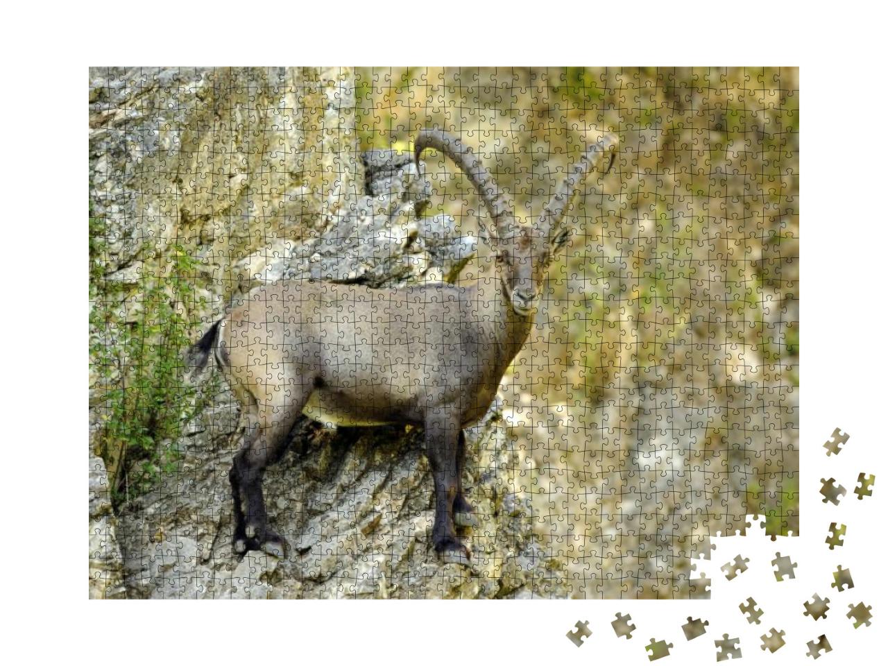 Alpine Ibex or Steinbock Standing on Rocky Cliff Face Cap... Jigsaw Puzzle with 1000 pieces