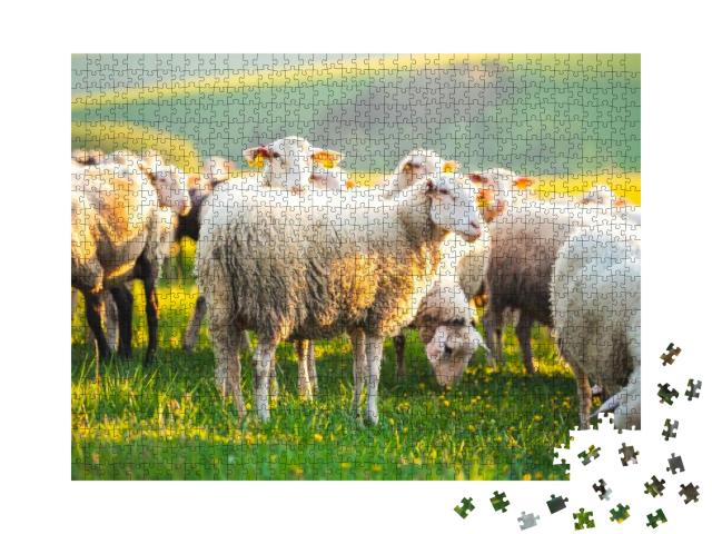 Sheep in a Meadow on Green Grass At Sunset. Portrait of S... Jigsaw Puzzle with 1000 pieces