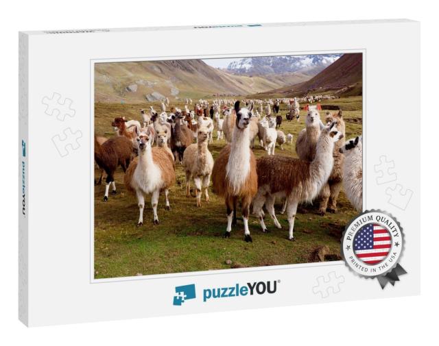 Llamas & Alpacas of Peru... Jigsaw Puzzle