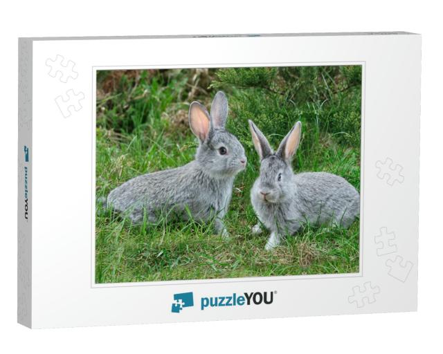 Fluffy Rabbits on the Green Grass... Jigsaw Puzzle
