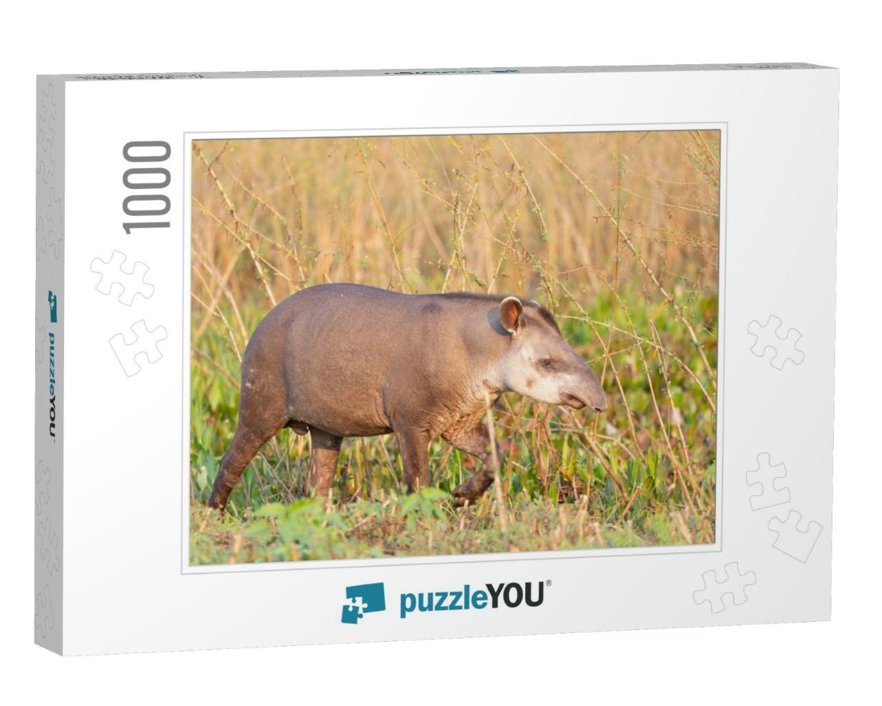 Tapir, Lowland Tapir in the Brazilian Jungle... Jigsaw Puzzle with 1000 pieces
