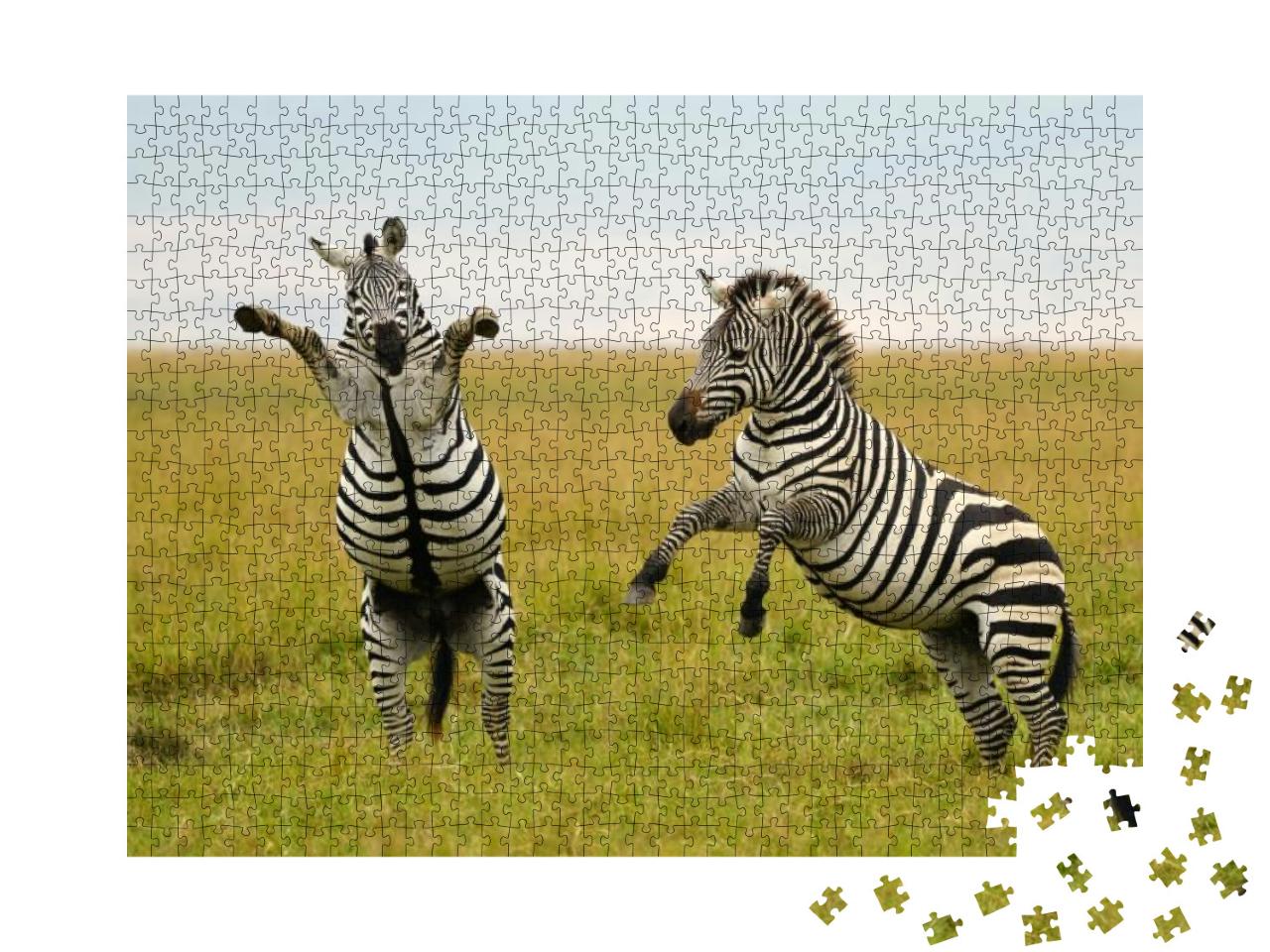 Burchells or Plains Zebra in Tanzania... Jigsaw Puzzle with 1000 pieces