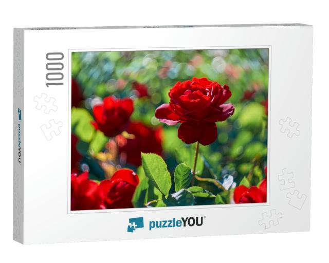 Red Rose Flower Blooming in Roses Garden on Background Re... Jigsaw Puzzle with 1000 pieces