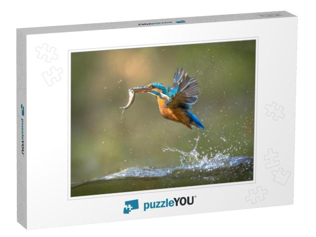 Common European Kingfisher Alcedo Atthis. River Kingfishe... Jigsaw Puzzle