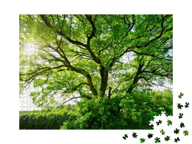 The Sun Brightly Shines Through the Crooked Branches of a... Jigsaw Puzzle with 1000 pieces