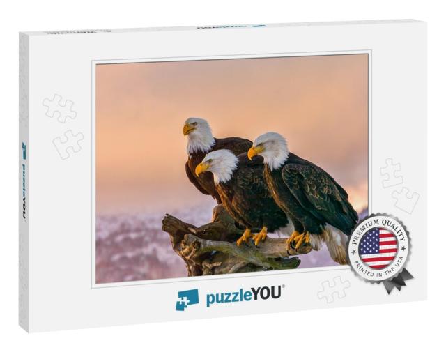 Three American Bald Eagles Perch on Tree Snag Against Bac... Jigsaw Puzzle