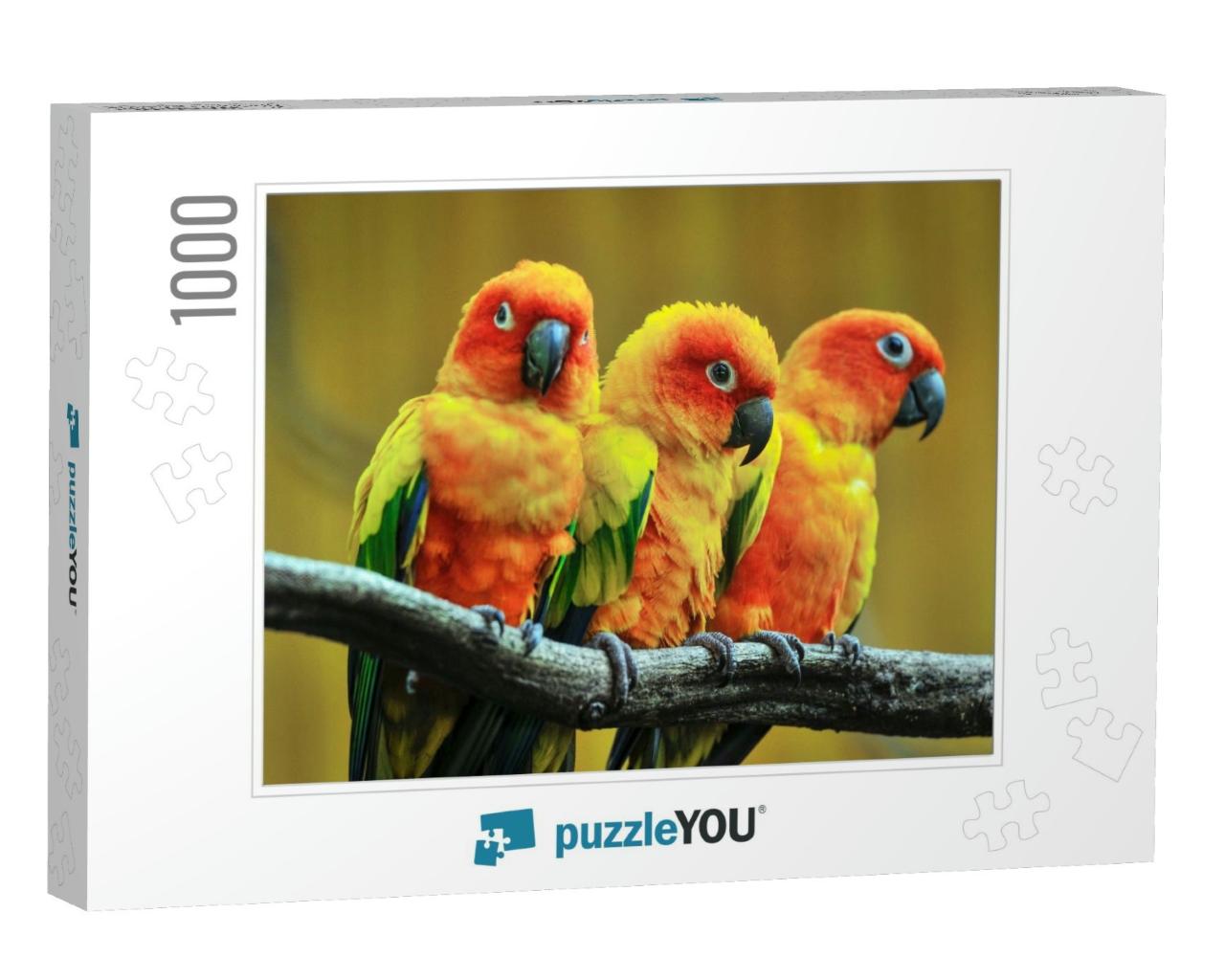Beautiful Parrot, Sun Conure on Tree Branch... Jigsaw Puzzle with 1000 pieces
