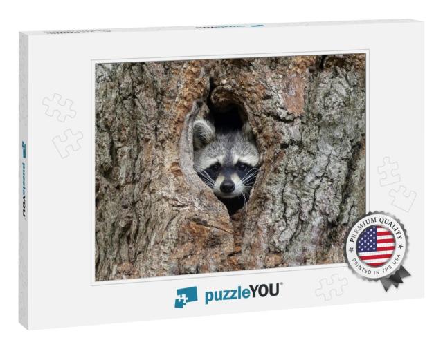 Gorgeous Raccoon Cute Peeks Out of a Hollow in the Bark o... Jigsaw Puzzle