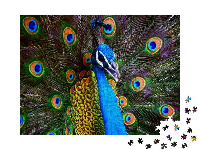 Portrait of a Colorful Dancing Peacock. Peacock Close Up... Jigsaw Puzzle with 1000 pieces