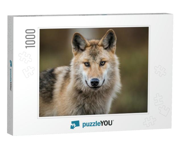 Close-Up Portrait of a Wolf. Eurasian Wolf, Also Known as... Jigsaw Puzzle with 1000 pieces