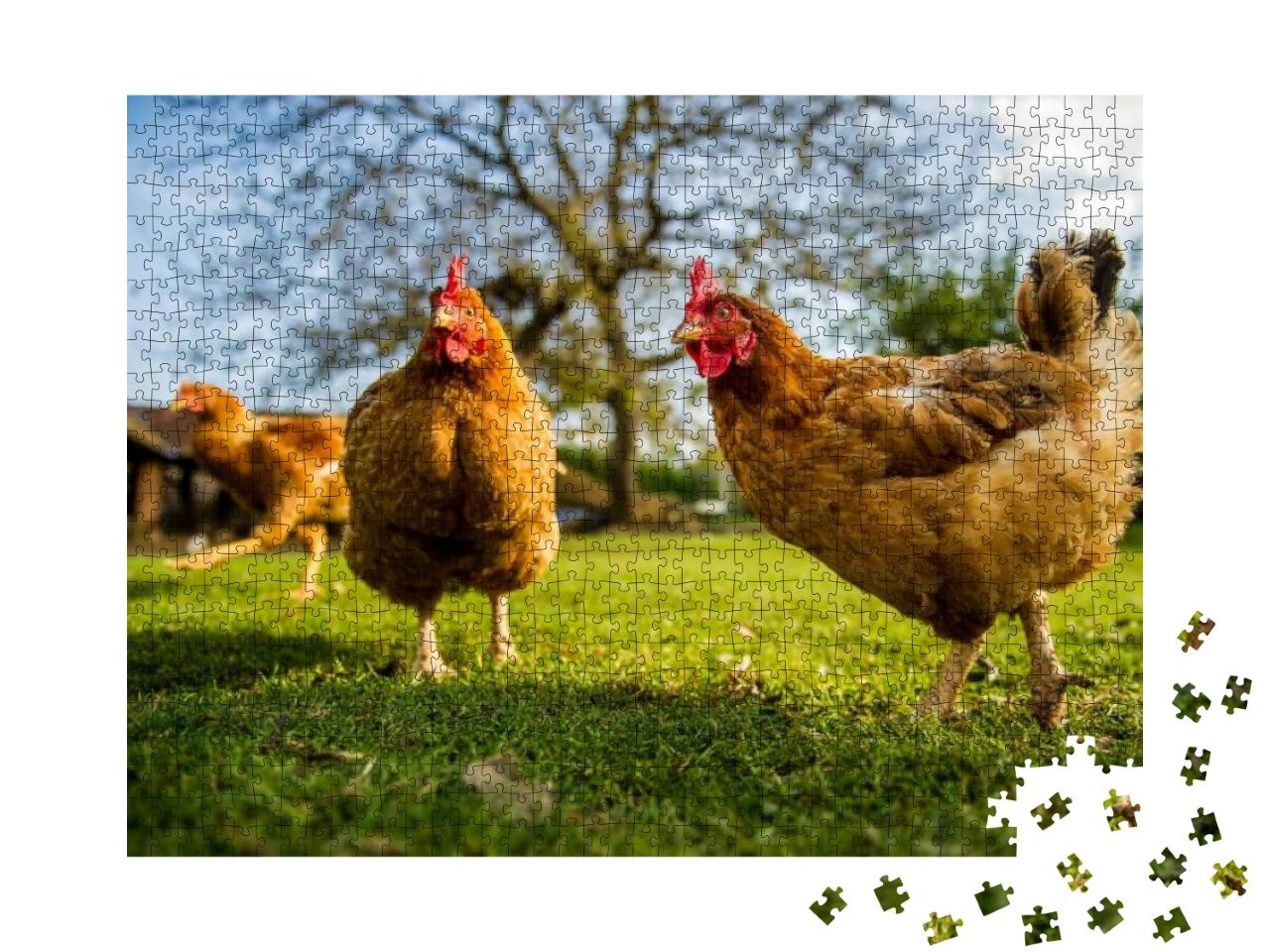 Free Range Chicken on a Traditional Poultry Farm... Jigsaw Puzzle with 1000 pieces