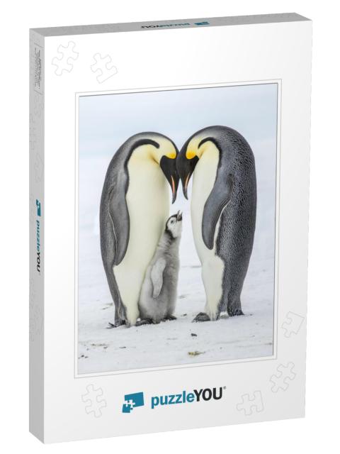 Hungry Emperor Penguin Chick Between Parents... Jigsaw Puzzle