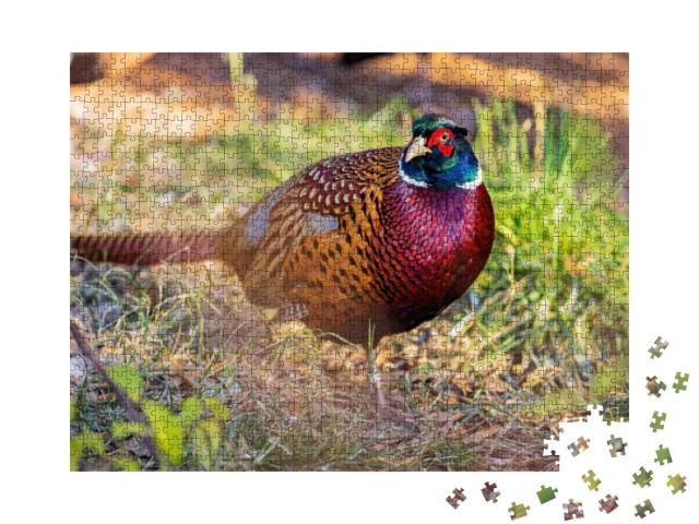 Close Up Shot of Male Ring Necked Pheasant At Oklahoma... Jigsaw Puzzle with 1000 pieces