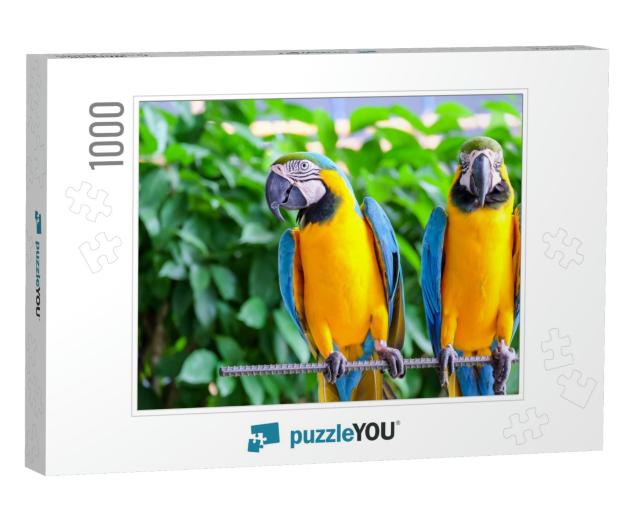 Two Long-Tailed Macaw Parrot with Colorful Feathers. Maca... Jigsaw Puzzle with 1000 pieces