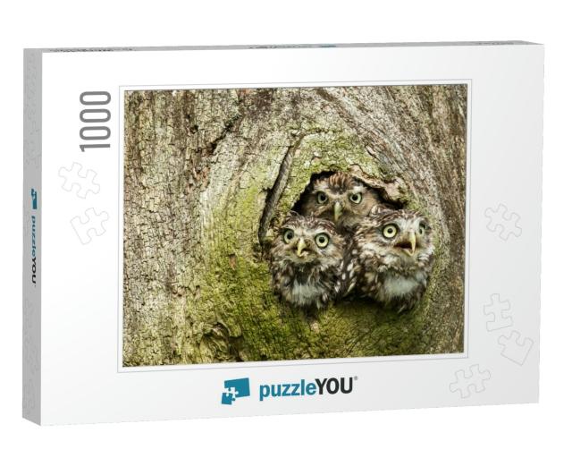 Three Little Owls in the Hollow of a Tree. Little Owl is... Jigsaw Puzzle with 1000 pieces