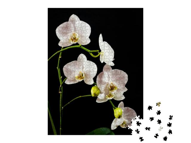 White Orchid Branch Heavy Blossoming with Large White Flo... Jigsaw Puzzle with 1000 pieces