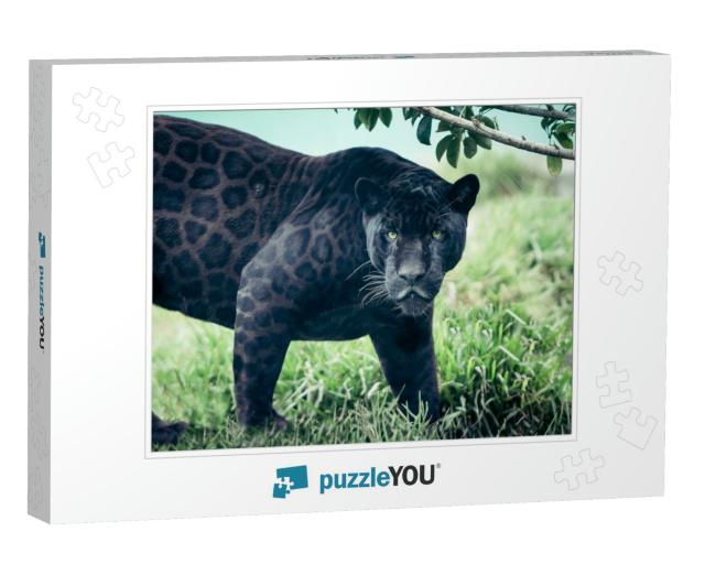 Portrait of the Black Panther, Wild Cat Looking Straight... Jigsaw Puzzle