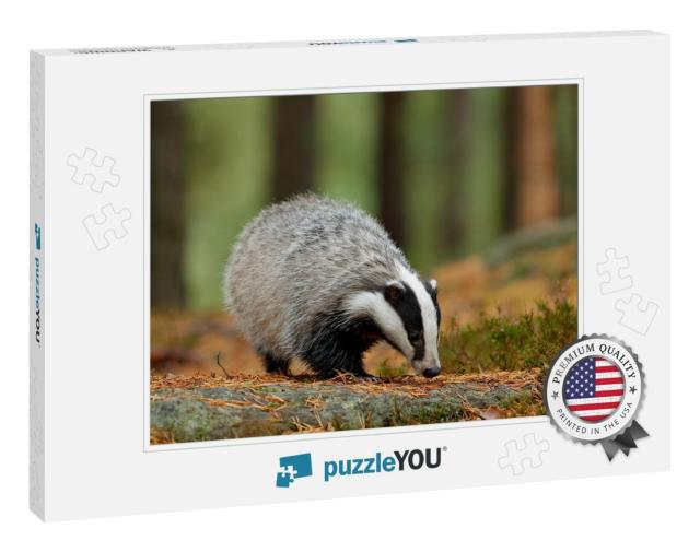 Badger in Forest, Animal in Nature Habitat, Germany, Euro... Jigsaw Puzzle