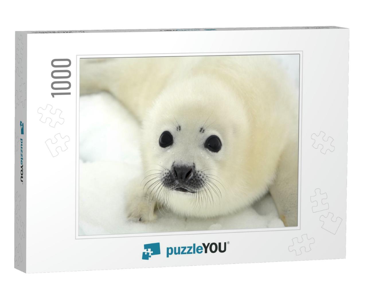 Baby Harp Seal Pup on Ice of the White Sea... Jigsaw Puzzle with 1000 pieces