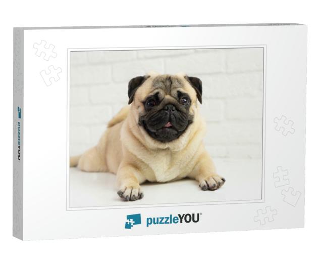 Funny Pug Dog Lies on the Background of a White Brick Wal... Jigsaw Puzzle