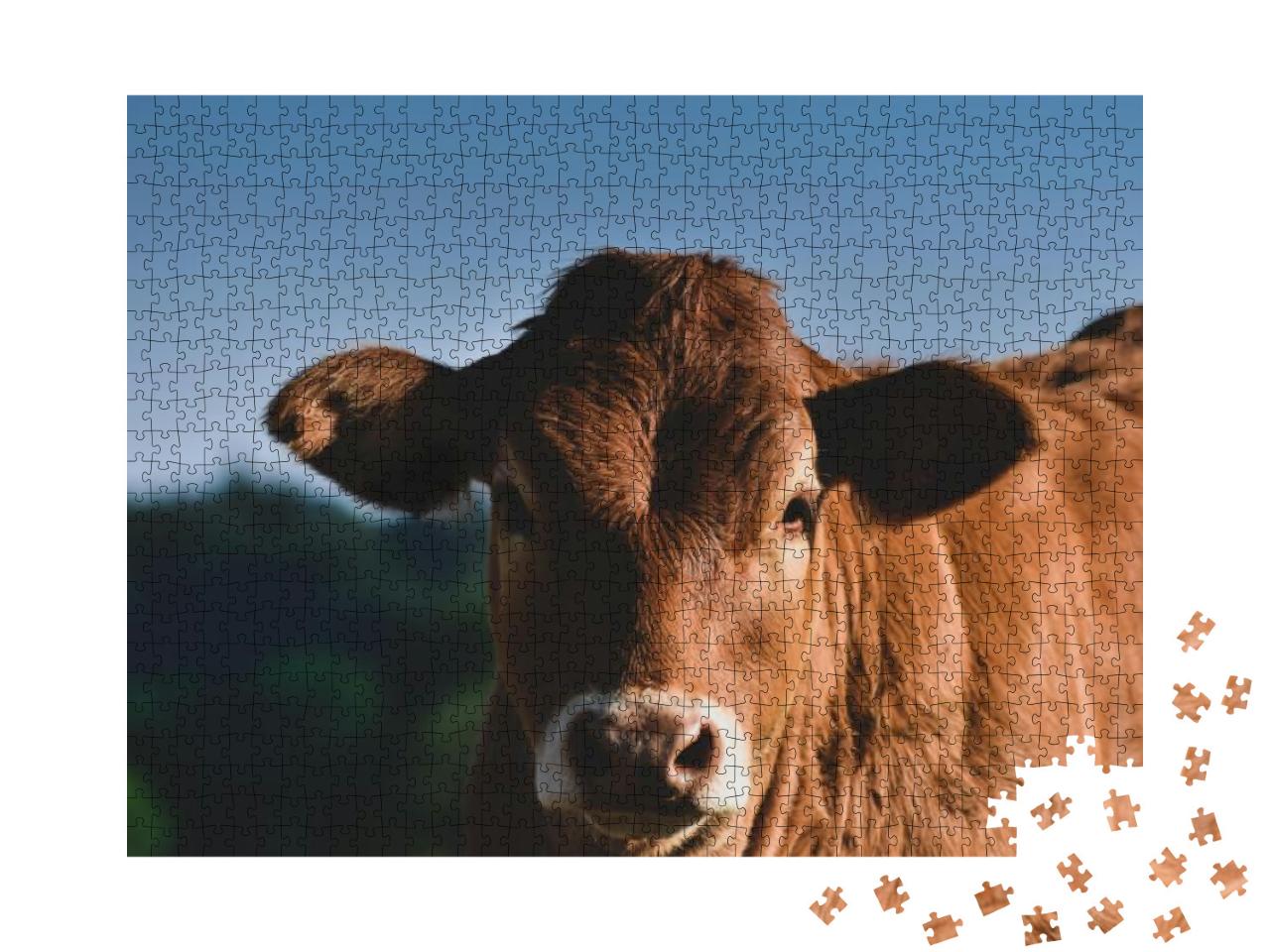 Calf in the Meadow in Vosges... Jigsaw Puzzle with 1000 pieces