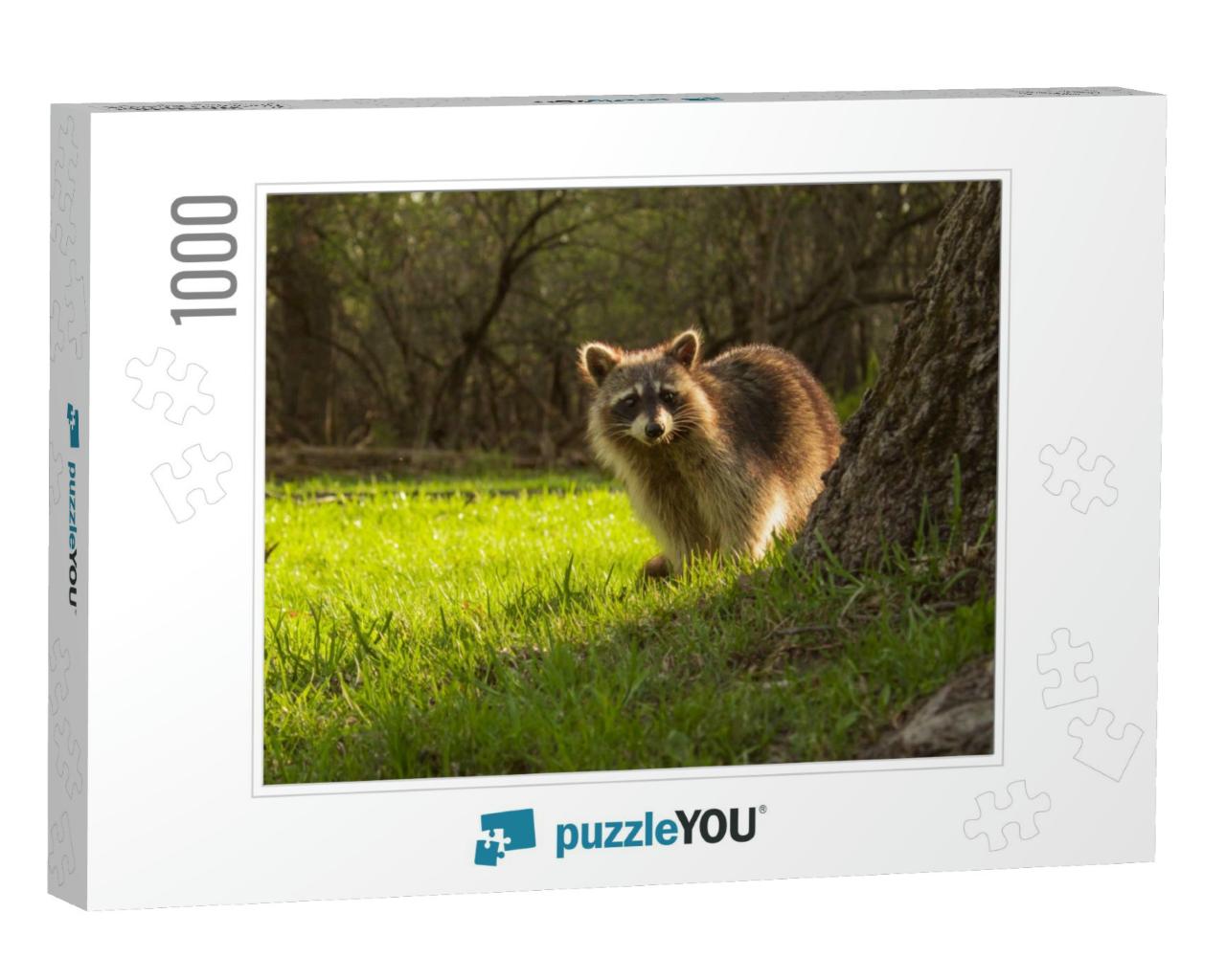 Cute Young Raccoon Watching from Behind the Tree in the W... Jigsaw Puzzle with 1000 pieces
