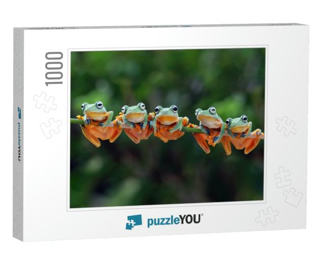 Beautiful Javan Tree Frog Sitting on Branch, Flying Frog... Jigsaw Puzzle with 1000 pieces