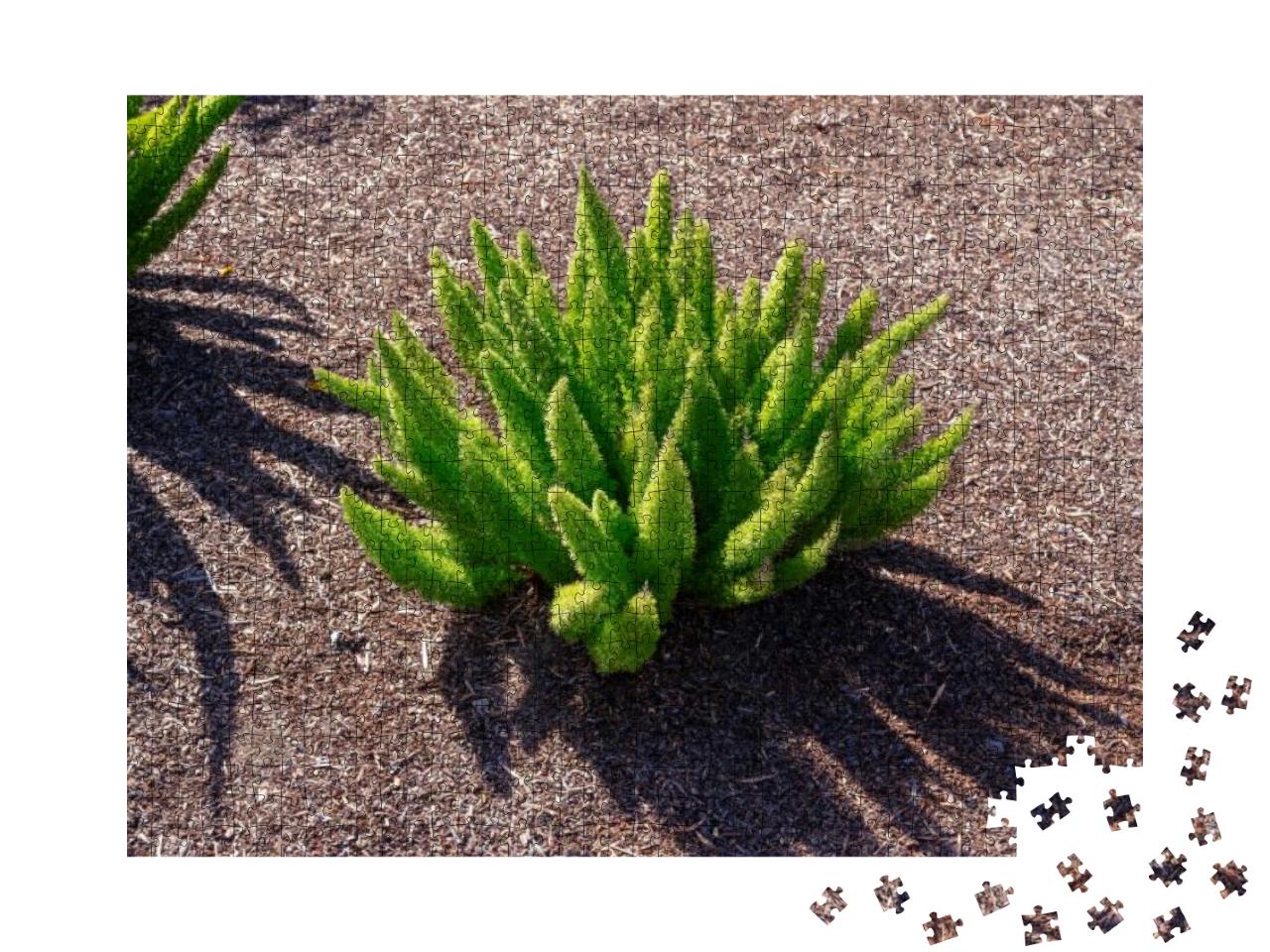 Asparagus Densiflorus Asparagus Fern, Plume Asparagus, Fo... Jigsaw Puzzle with 1000 pieces