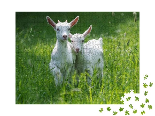 Two Baby Goat Kids Stand in Long Summer Grass... Jigsaw Puzzle with 1000 pieces