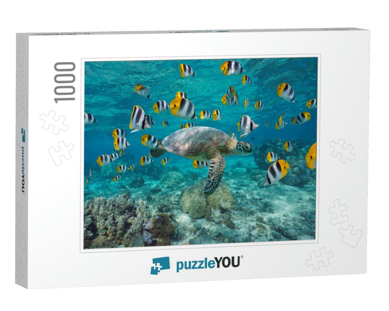A Green Sea Turtle with a School of Tropical Fish Underwa... Jigsaw Puzzle with 1000 pieces
