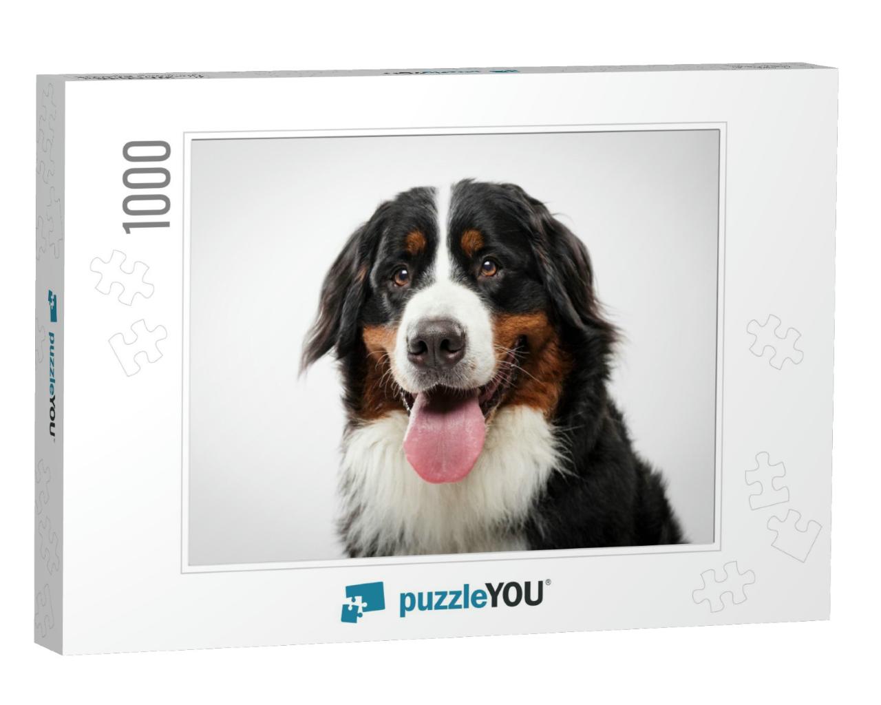 Studio Portrait of an Expressive Black Bernese Mountain D... Jigsaw Puzzle with 1000 pieces