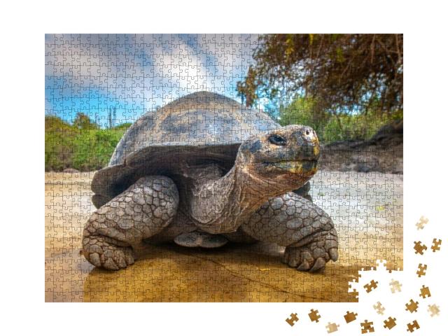 Galapagos Islands. Galapagos Tortoise. Big Turtle. Ecuado... Jigsaw Puzzle with 1000 pieces