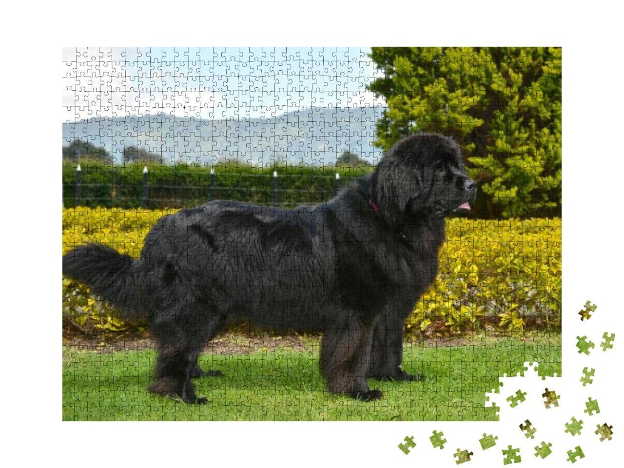 Spectacular Newfoundland Dog, Black, Standing in Profile... Jigsaw Puzzle with 1000 pieces