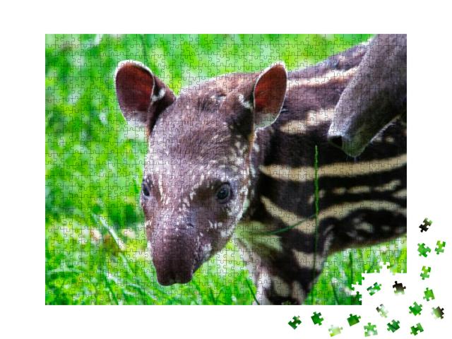 Nine Days Old Baby of the Endangered South American Tapir... Jigsaw Puzzle with 1000 pieces