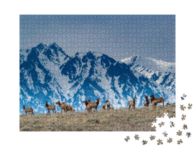 Herd of Elk Grazing with Backdrop of Snowy Teton Mountain... Jigsaw Puzzle with 1000 pieces