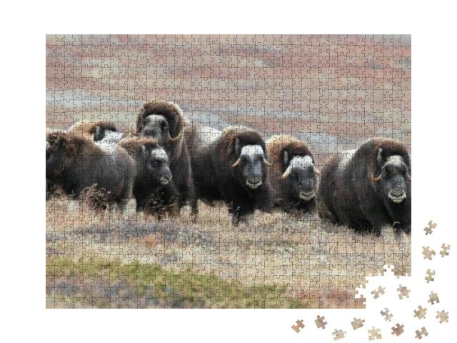 Muskox in Dovrefjell National Park, Norway... Jigsaw Puzzle with 1000 pieces