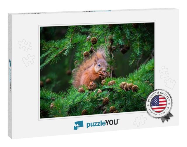 The Little Squirrel Feasting High Up in a Tree... Jigsaw Puzzle