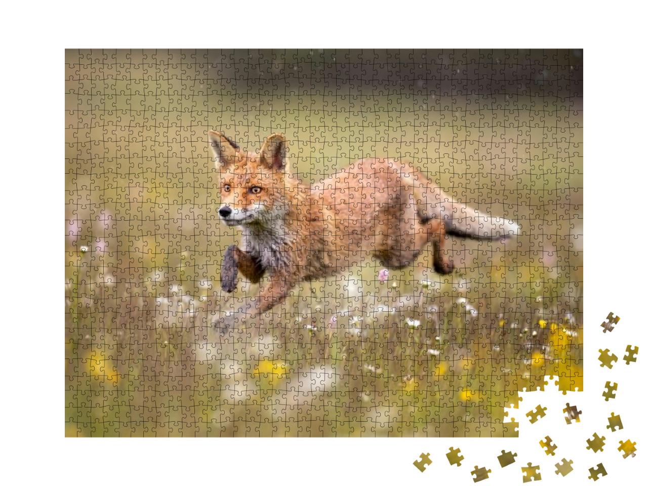 Red Fox on Flowers Covered Meadow During Grey Rainy Day... Jigsaw Puzzle with 1000 pieces